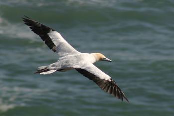 Australasian Gannet(Morus serrator)