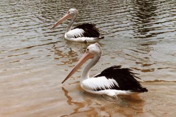 Australian Pelican(Pelecanus conspicillatus)