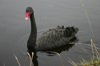 Black Swan(Cygnus atratus)