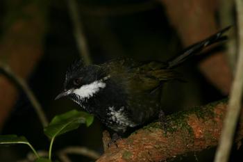 Eastern Whipbird(Psophodes olivaceus)