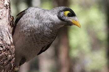 Noisy Miner(Manorina melanocephala)