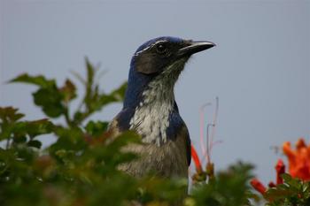 Western Scrub-Jay(Aphelocoma californica)