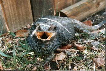 Eastern Bearded Dragon(Pogona Barbata)