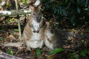 Red-necked Pademelon(Thylogale thetis)