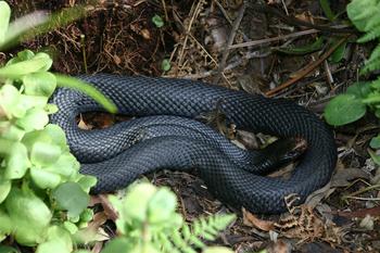 Red Bellied Black Snake(Pseudechis porphyriacus)